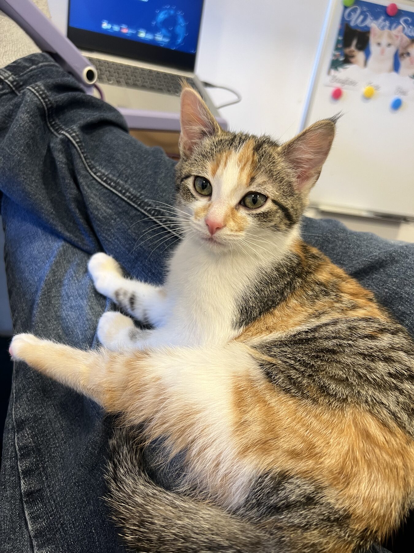 Calico kitten sitting on a lap.