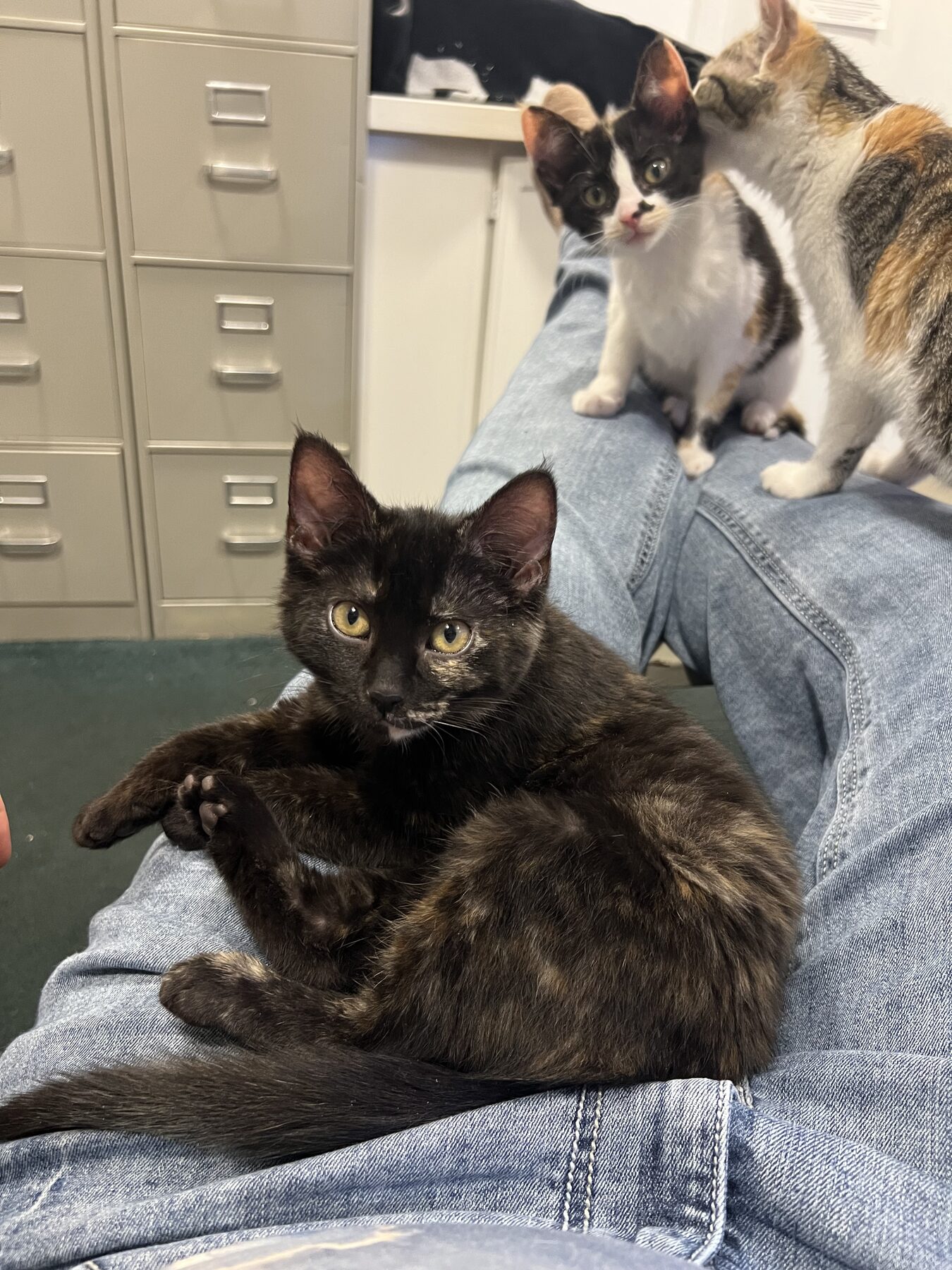 Calico kitten stretching out on a speaker.